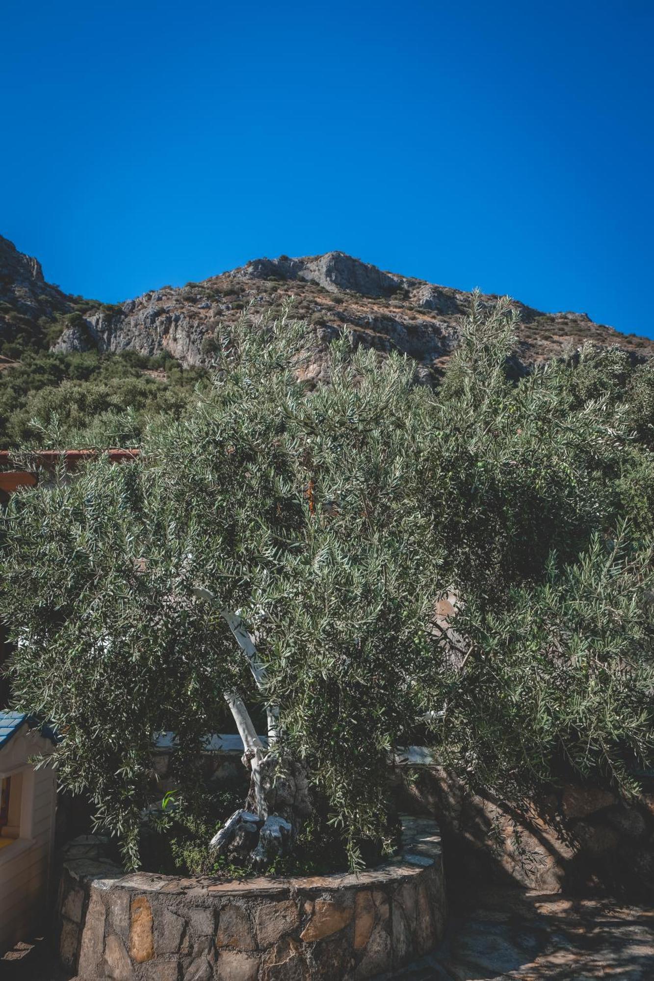 Natureland Efes Pension Selcuk Exteriér fotografie
