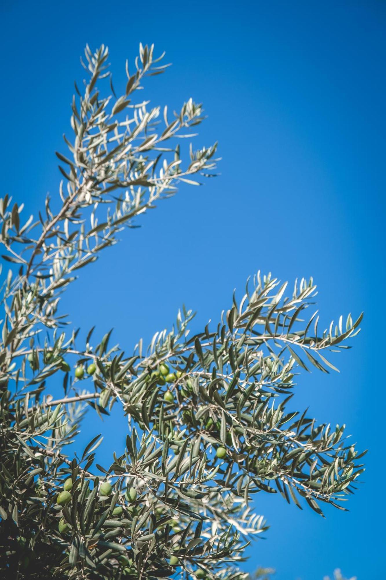 Aparthotel Natureland Efes Pension Selcuk Exteriér fotografie