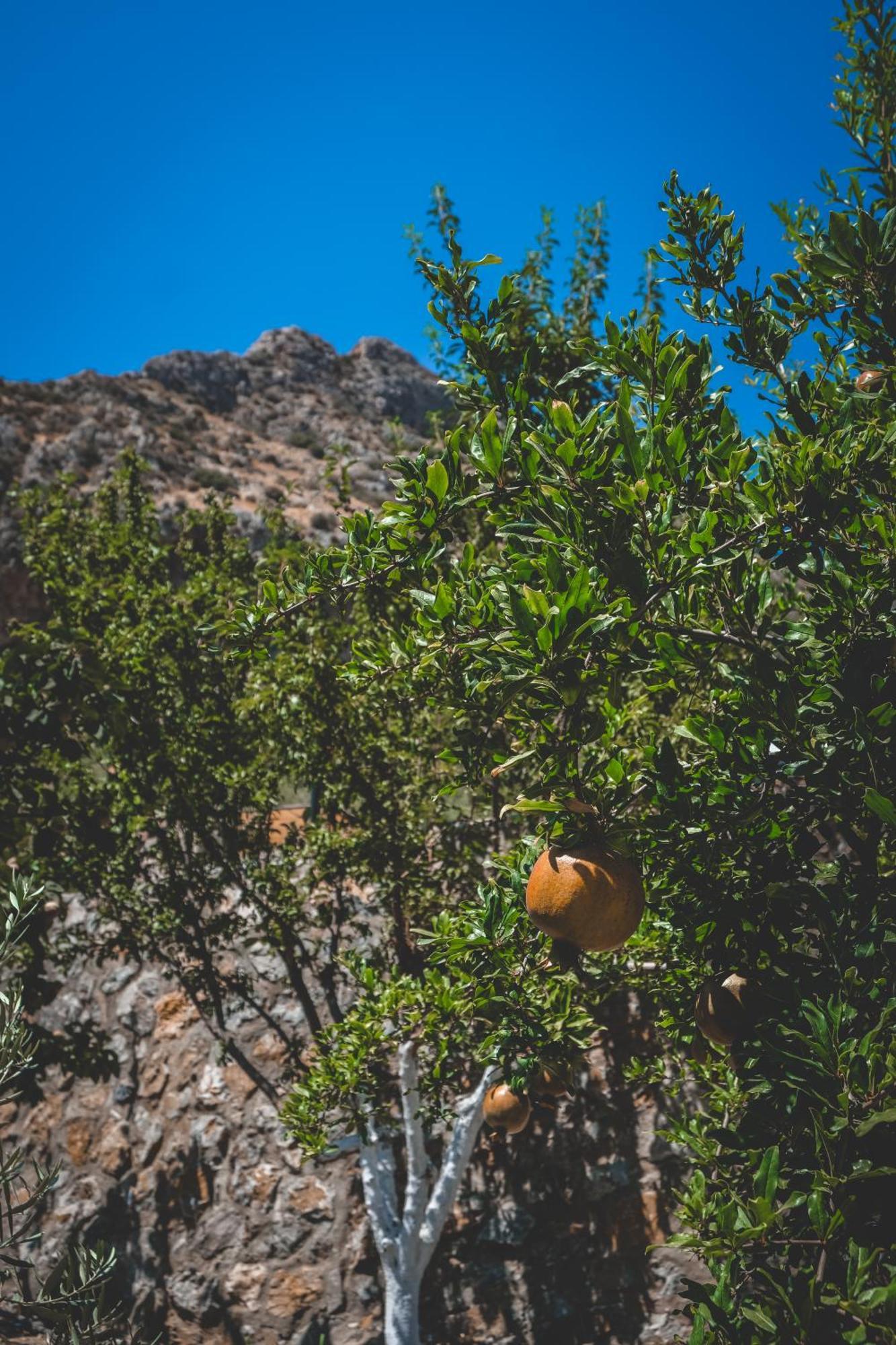 Aparthotel Natureland Efes Pension Selcuk Exteriér fotografie