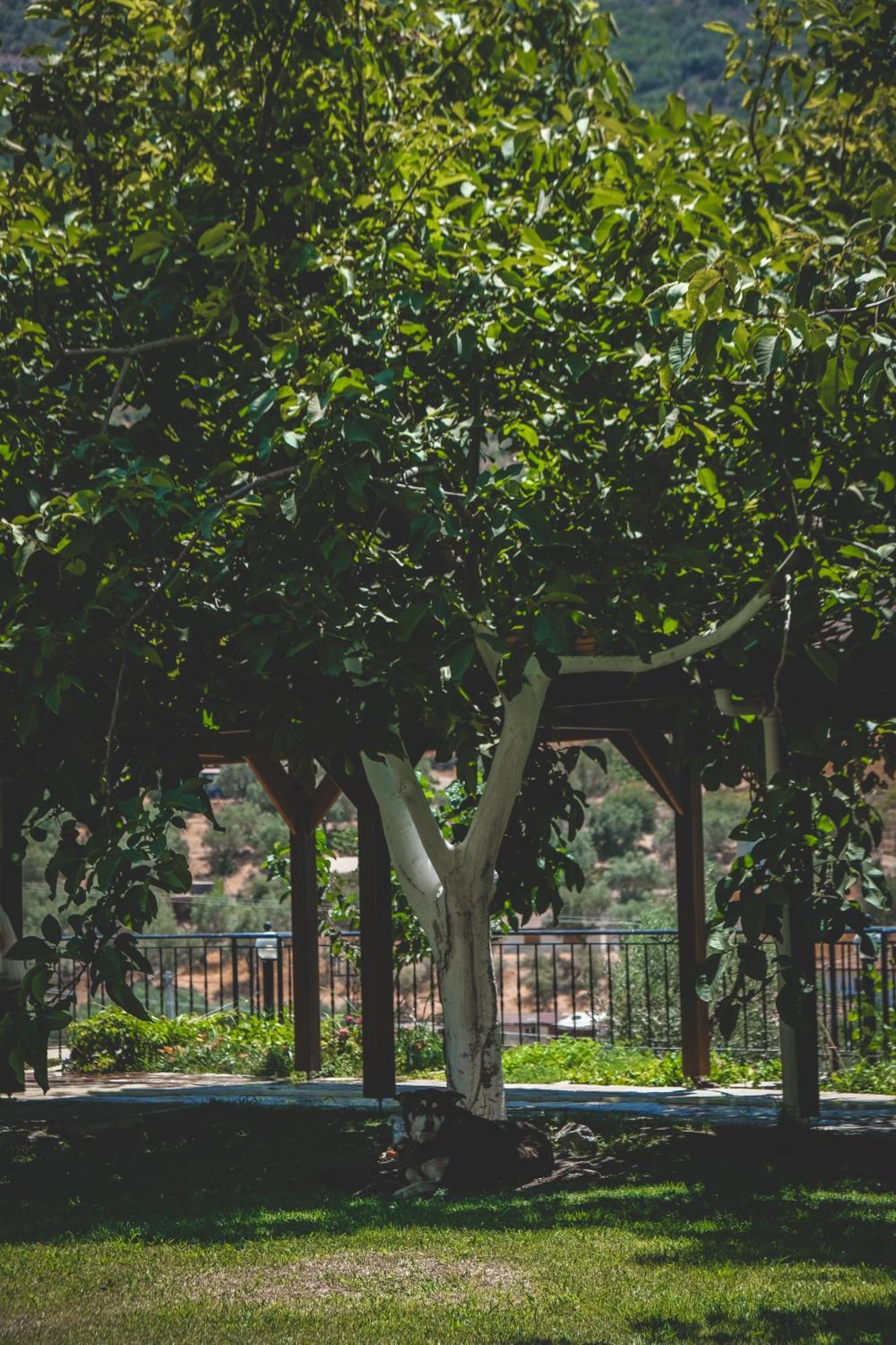 Natureland Efes Pension Selcuk Exteriér fotografie