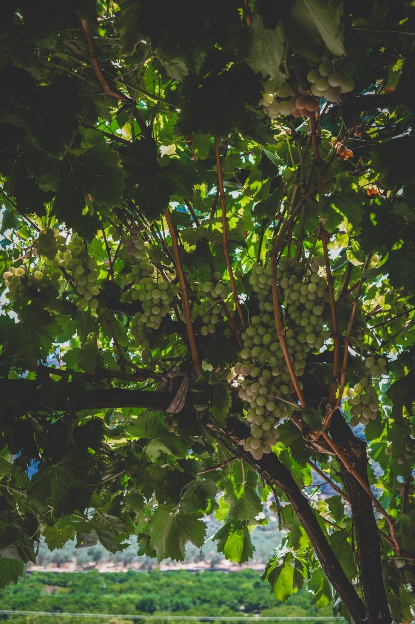 Aparthotel Natureland Efes Pension Selcuk Exteriér fotografie